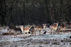 Snowy_Lyme_Park0337