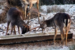 Snowy_Lyme_Park0346