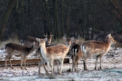 Snowy_Lyme_Park0371