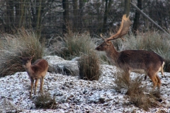 Snowy_Lyme_Park0377