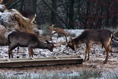 Snowy_Lyme_Park0435