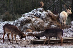 Snowy_Lyme_Park0463