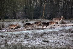 Snowy_Lyme_Park0485