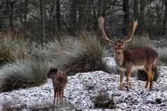 Snowy_Lyme_Park0513