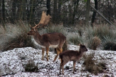 Snowy_Lyme_Park0610