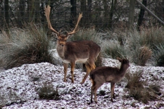 Snowy_Lyme_Park0625