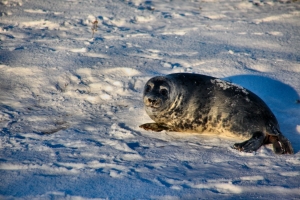 2009-12-21---Donna-Nook