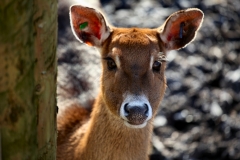 Chester_Zoo_4_0022