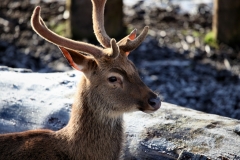 Chester_Zoo_4_0033