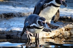 Chester_Zoo_4_0258