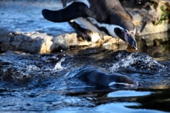 Chester_Zoo_4_0261