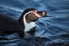 Chester_Zoo_4_0287