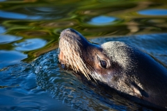 Chester_Zoo_4_0443