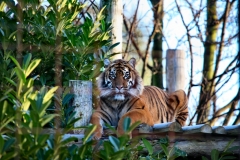 Chester_Zoo_4_0504