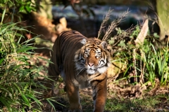 Chester_Zoo_4_0587