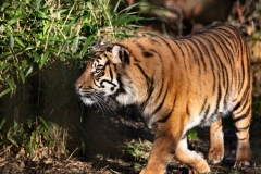 Chester_Zoo_4_0596