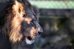 Chester_Zoo_4_0644