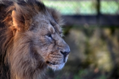 Chester_Zoo_4_0651