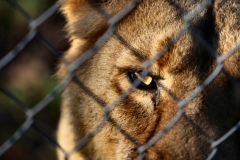 Chester_Zoo_4_0663