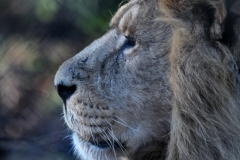 Chester_Zoo_4_0698