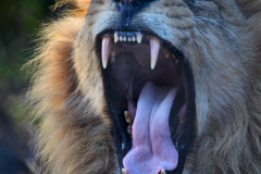 Chester_Zoo_4_0735