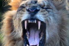 Chester_Zoo_4_0736