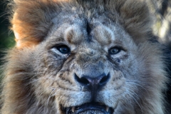 Chester_Zoo_4_0737