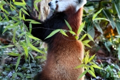 Chester_Zoo_4_1030