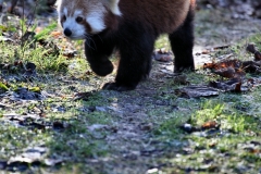 Chester_Zoo_4_1044