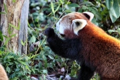 Chester_Zoo_4_1062