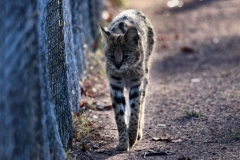 Chester_Zoo_4_1113