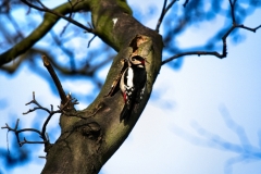 Chester_Zoo_4_1138
