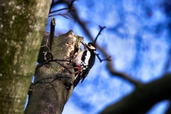 Chester_Zoo_4_1164