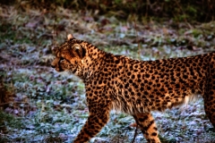 Chester_Zoo_4_1301