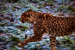 Chester_Zoo_4_1311