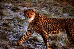 Chester_Zoo_4_1339