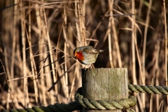 Chester_Zoo_4_1733