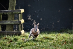 Twycross_Zoo_0036