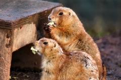 Twycross_Zoo_0057