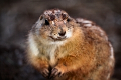 Twycross_Zoo_0078