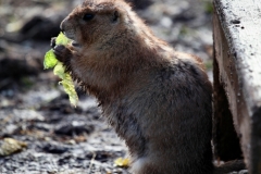 Twycross_Zoo_0204