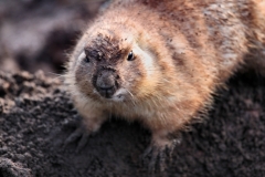 Twycross_Zoo_0234