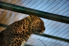 Twycross_Zoo_0321