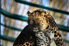 Twycross_Zoo_0363