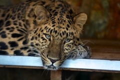 Twycross_Zoo_0389