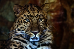Twycross_Zoo_0446