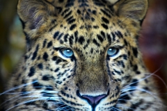 Twycross_Zoo_0480