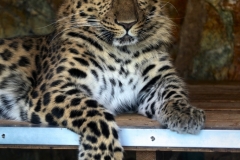 Twycross_Zoo_0492