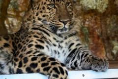 Twycross_Zoo_0507