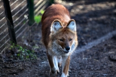 Twycross_Zoo_0550